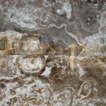 Brown Traonyx